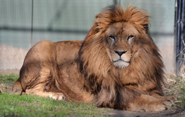 Большой лев с серьезной мордой