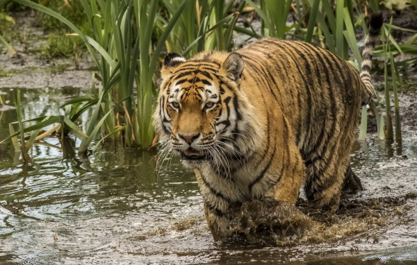 Большой тигр идет по грязной воде 