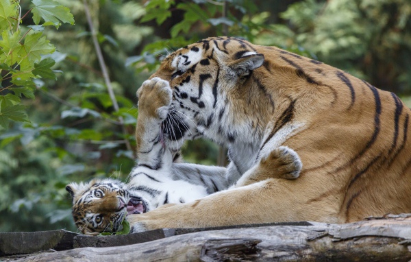 Большая тигрица играет с маленьким тигренком