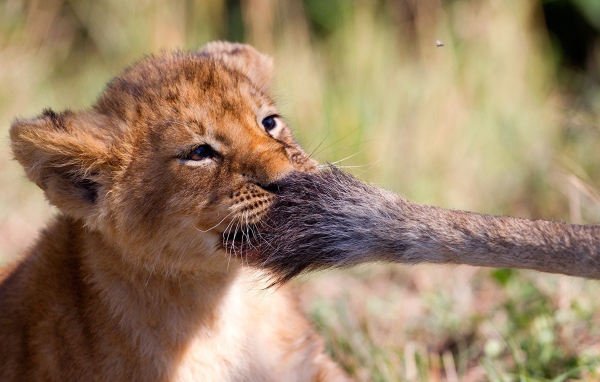 Маленький львенок играет с хвостом львицы