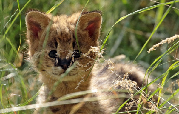 Маленький сервал прячется в траве