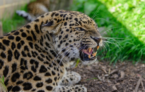 Агрессивный оскал леопарда