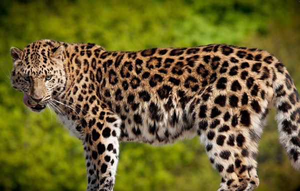 Красивый большой леопард с высунутым языком