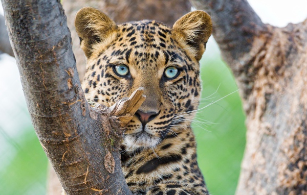 Красивый голубоглазый леопард 