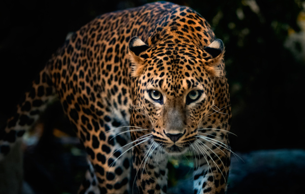 Красивый грациозный ягуар 