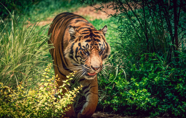 Большой красивый тигр идет по зеленой траве 