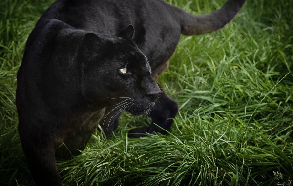 Большая черная пантера идет по зеленой траве