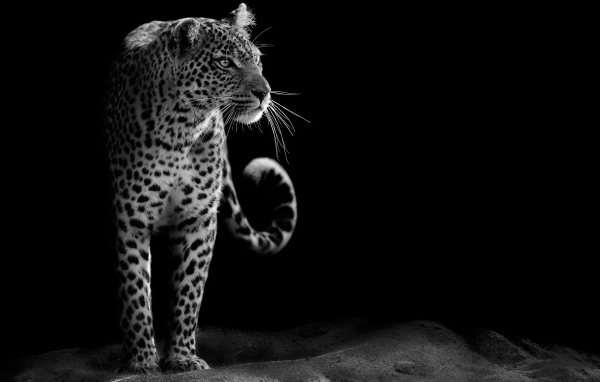 Большой леопард черно-белое фото