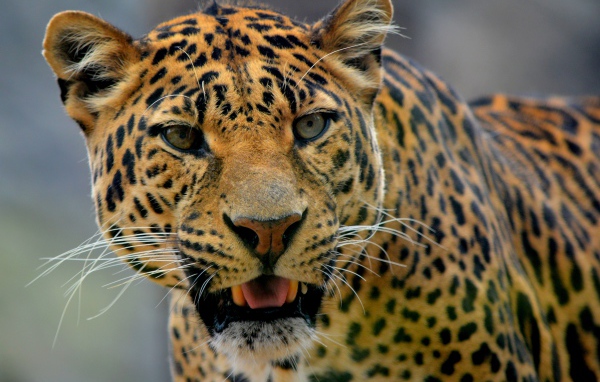 Большой пятнистый грациозный леопард фото вблизи