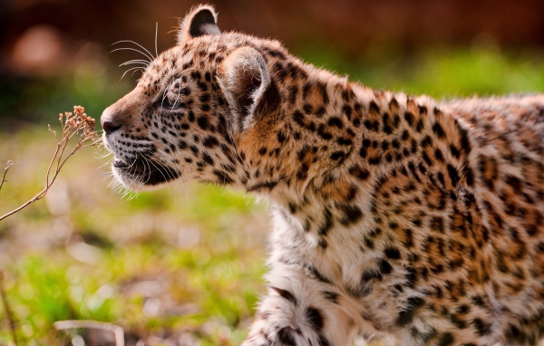 Большой пятнистый ягуар нюхает сухую траву