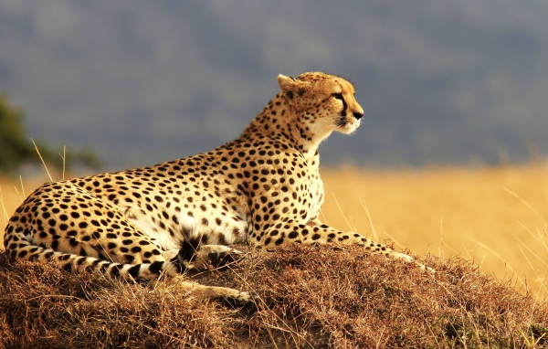 Гепард отдыхает на солнце 