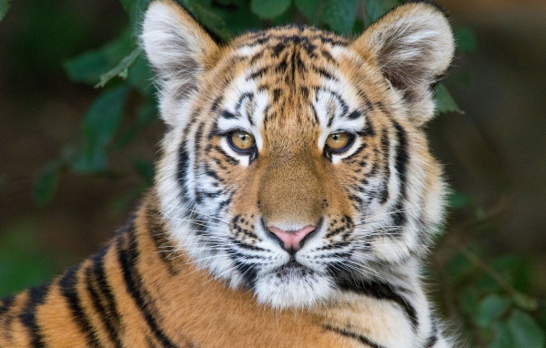 Морда красивого полосатого тигренка