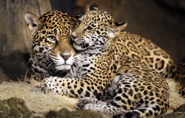 Семья пятнистых ягуаров 