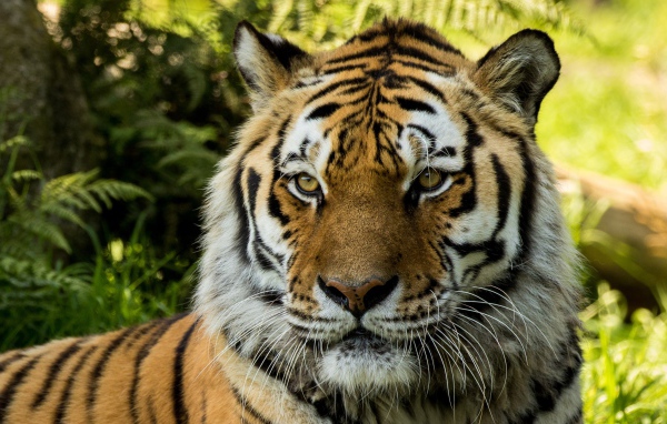 Большой сибирский тигр 