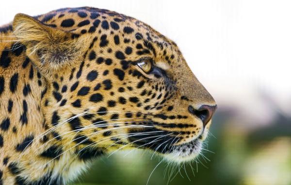 Большая пятнистая кошка леопард 