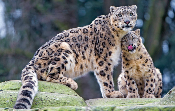 Большой снежный барс с детенышем 