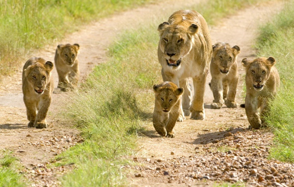 Львица и пять маленьких львят 