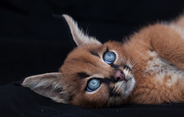 Маленький милый голубоглазый каракал