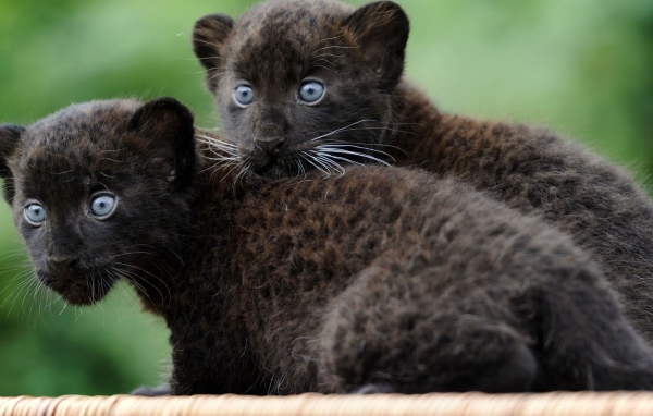 Маленькие забавные черные пантеры 