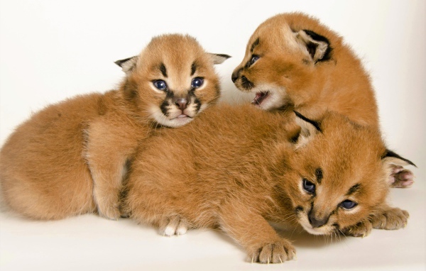 Милые маленькие детеныши каракала на белом фоне