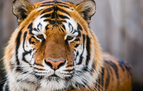 Морда грустного тигра  