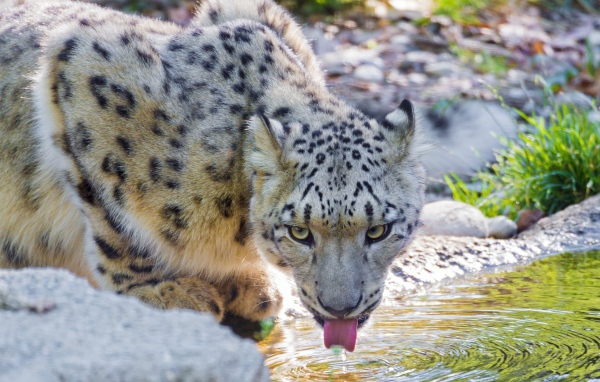Снежный барс у водопоя