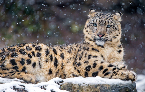 Пятнистый леопард лежит на заснеженном камне 