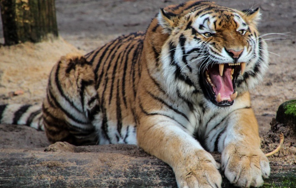 Грозный оскал красивого тигра