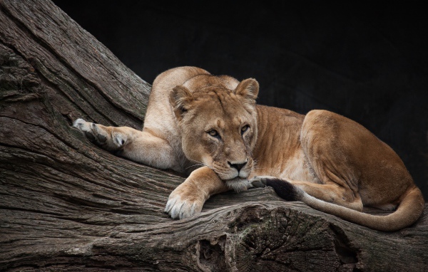 Большая львица лежит на сухом дереве в зоопарке