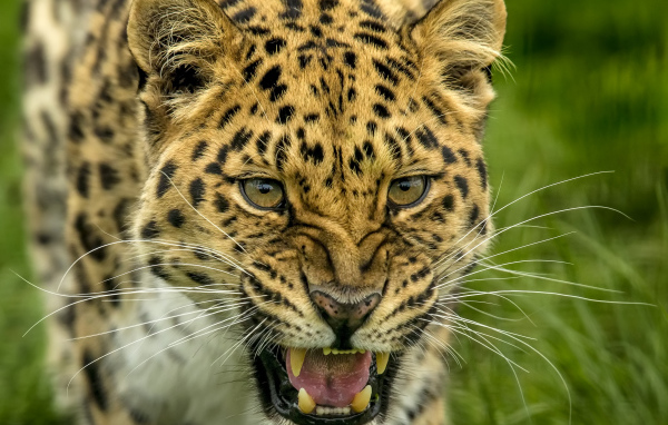 Свирепая морда пятнистого леопарда