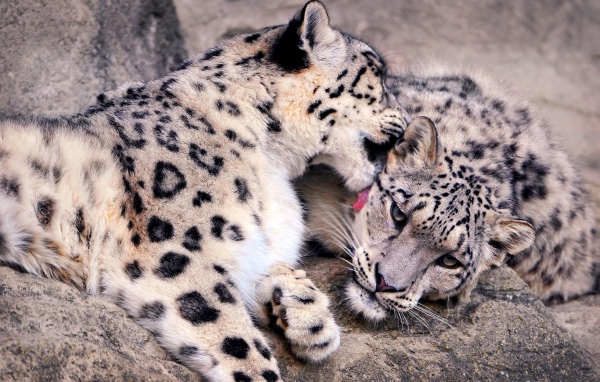 Нежная забота снежных барсов