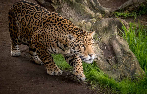 Грациозный леопард охотится за добычей