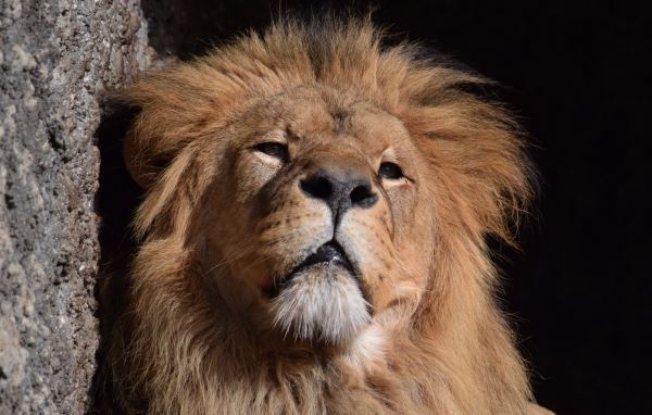 Морда большого серьезного льва