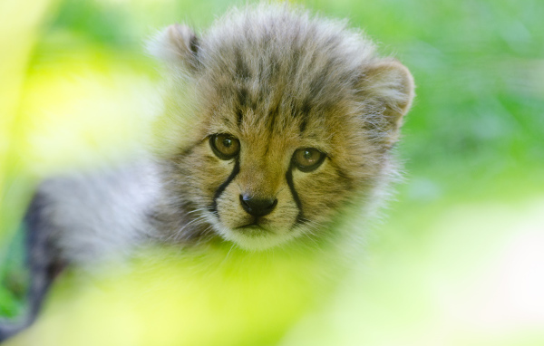 Грустная морда маленького леопарда