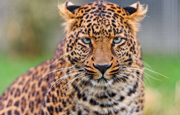 Задумчивая морда леопарда 