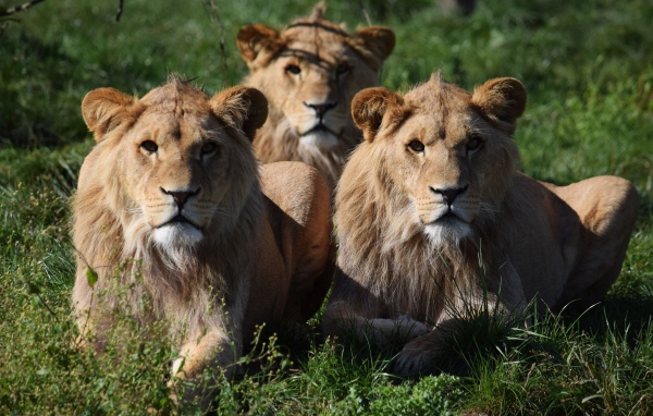 Три львицы лежат на зеленой траве