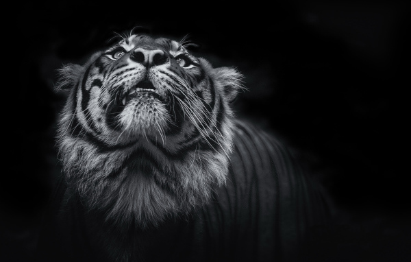 Тигр смотрит вверх  черно - белое фото