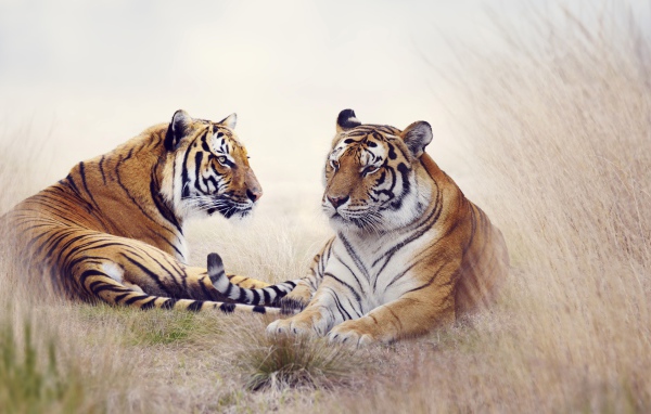 Пара тигров лежит на траве 