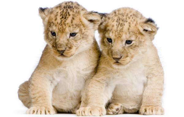 Два милых маленьких львенка на белом фоне