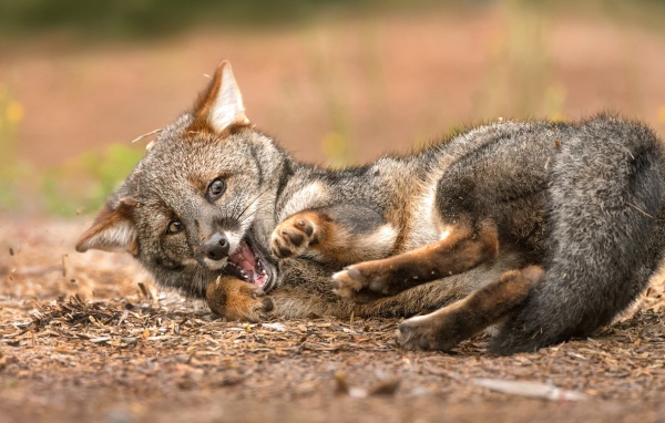 Маленький игривый лисенок лежит на земле 