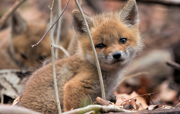 A small sad fox sits on dry foliage