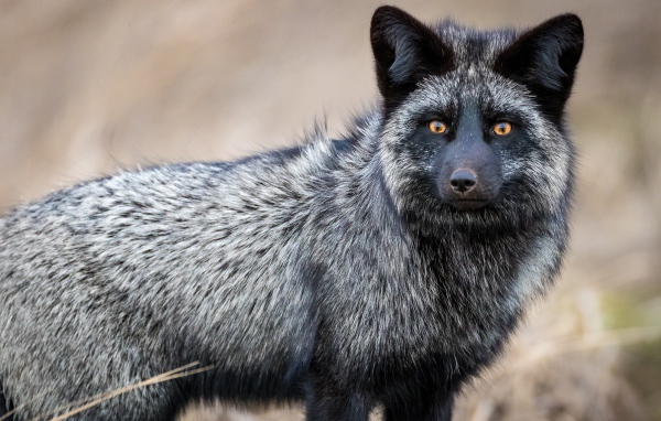 Красивая лиса чернобурка с желтыми глазами