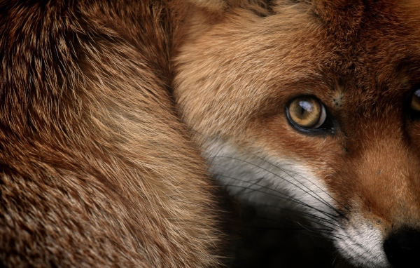 Испуганный взгляд рыжей лисы 