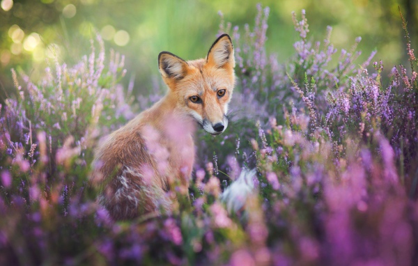 Рыжая лиса в сиреневых цветах 