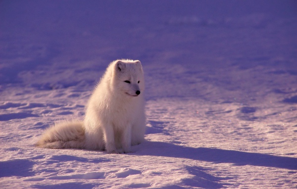 Грустный белый песец на снегу  