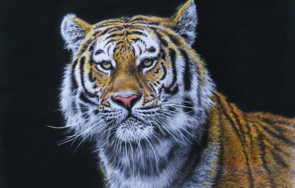Красивый нарисованный тигр на черном фоне