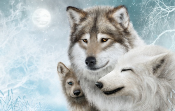 Семья из трех волков зимой, рисунок