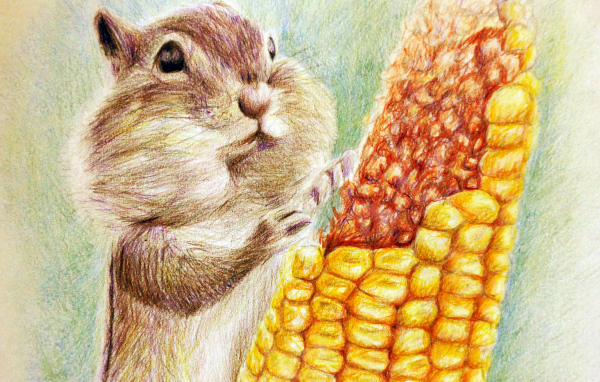 Нарисованный бурундук с кукурузой