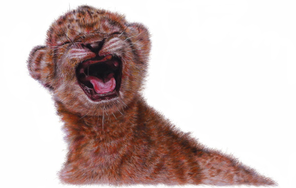 Нарисованный маленький львенок на белом фоне