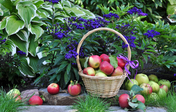 Яблоки в корзине рядом с синими садовыми цветами